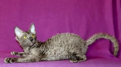 Урал рекс (снимка): хрупкав чар с необичаен външен вид